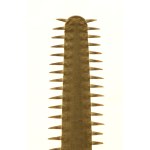 Sawfish - Italy or Germany, early 17th - late 18th century