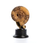 Fossilised ammonite - Italy or France, 19th century