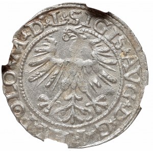 Zygmunt II August, Półgrosz 1564, Wilno - L/LITV NGC MS64