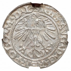 Zygmunt II August, Półgrosz 1564, Wilno - L/LITVAN NGC MS64