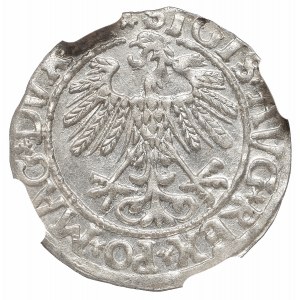 Zygmunt II August, Półgrosz 1558, Wilno - LI/LITVA NGC MS66