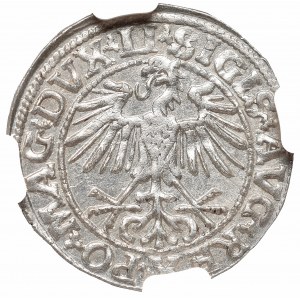 Sigismund II August, Half-groat 1550, Vilnius - LI/LITVA NGC MS65