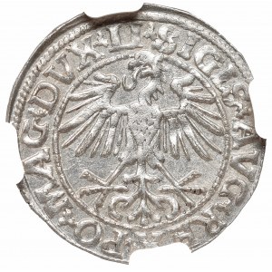 Zygmunt II August, Półgrosz 1550, Wilno - LI/LITVA NGC MS65