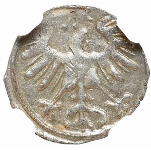 Sigismund II August, Denarius 1556, Vilnius - NGC MS63