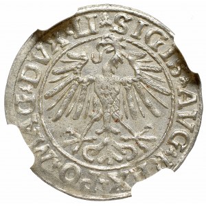 Zygmunt II August, Półgrosz 1548, Wilno - LI/LITVA NGC MS62