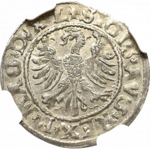 Zygmunt II August, Półgrosz 1546, Wilno - nieopisany MO/O/NETA NGC MS62