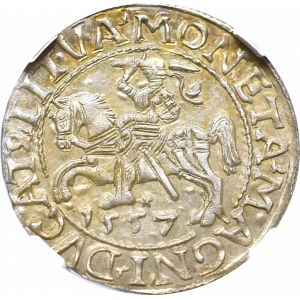 Zygmunt II August, Półgrosz 1557, Wilno - L/LITVA NGC MS64