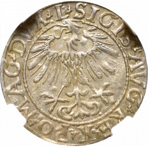 Zygmunt II August, Półgrosz 1557, Wilno - L/LITVA NGC MS64