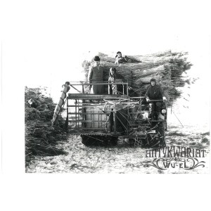 EŁK, zbiór trzciny na jeziorach suwalskich, fot. Świderski, 1980