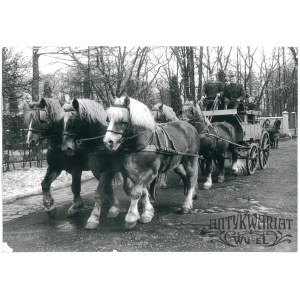 KĘTRZYN, Stado Ogierów, zaprzęg pięciokonny, fot. S. Moroz, 1987