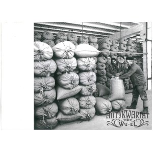 OSTRÓDA, magazyn nasion, czyszczenie ziarna, fot. St. Moroz, 1976