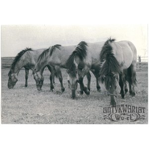 POPIELNO (pow. Pisz), hodowla koników polskich PAN, fot. St. Moroz, 1965