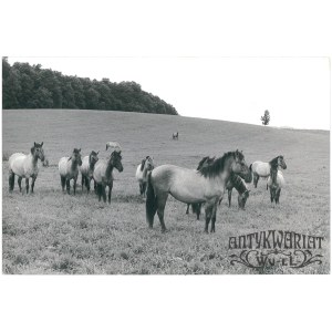 POPIELNO (pow. Pisz), koniki polskie na wolności, fot. St. Moroz, 1983