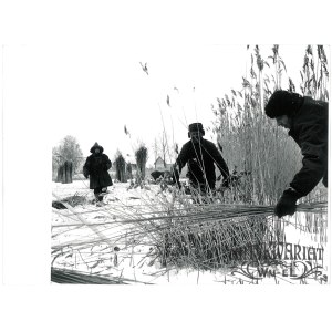 ZEŁWĄGI k. Mikołajek (pow. Mrągowo), żniwa trzcinowe na jeziorze Głębokim, fot. St. Moroz, 1976