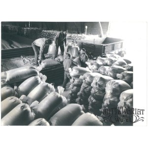 IGNATKI (pow. Białystok), PGR, załadunek zboża na siew, fot. R. Sieńko, 1976