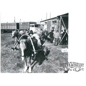 SUCHOWOLA (pow. Sokółka), punkt skupu jabłek, fot. R. Sieńko, 1975