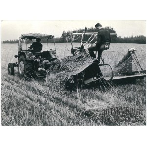 CMOLAS (pow. Kolbuszowa), koszenie żyta, fot. Łokaj, 18.07.1973
