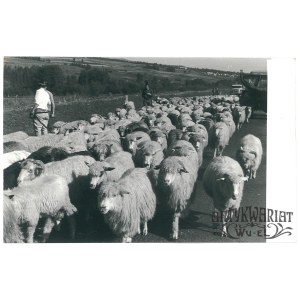 DĘBNO (Podhale), jesienny redyk - powrót owiec z wypasu, fot. S. Momot, 1982