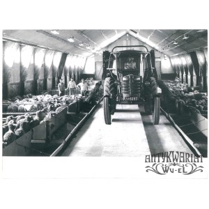 LUBNIEWICE (pow. Sulęcin), PGR - przemysłowa ferma owiec, fot. UNDRO, 1976