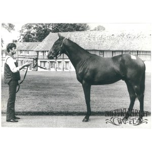 KOŃ z hodowli francuskiej sprzedany za 3 700 000 franków, fot. CAF, 1982