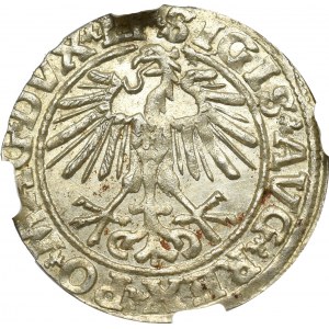 Zygmunt II August, Półgrosz 1551, Wilno - LI/LITVA NGC MS65