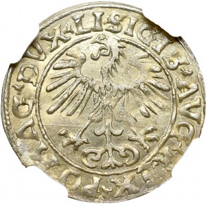Zygmunt II August, Półgrosz 1553, Wilno - LI/LITVA NGC MS66