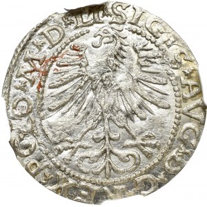 Sigismund II Augustus, Halfgroat 1564, Vilnius - LI/LITVA NGC MS65
