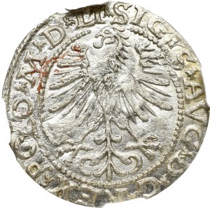 Zygmunt II August, Półgrosz 1564, Wilno - LI/LITVA NGC MS65