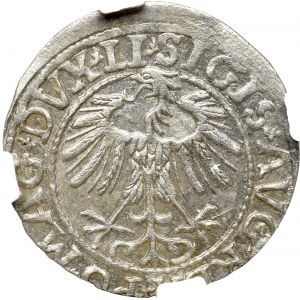 Sigismund II Augustus, Halfgroat 1557, Vilnius - LI/LITVA NGC MS66