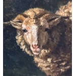 Ambito Fratelli Palizzi, Sheep