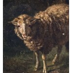 Ambito Fratelli Palizzi, Sheep