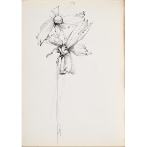 Zdzisław STANEK (1925-1996), Study of the iris