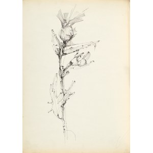 Zdzislaw STANEK (1925-1996), Study of the thistle flower