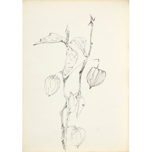 Zdzisław STANEK (1925-1996), Studie měchu