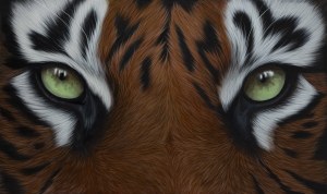 Paulina Wróblewska, Raan z cyklu Wild Eyes , 2025