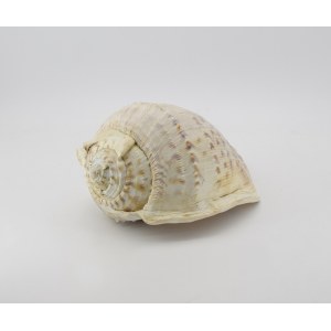 Helmet shell (Cassis madagascariensis)