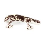 Henryk Jędrasiak, Zakłady Porcelany Stołowej "Walbrzych" in Walbrzych, "Salamandra".