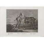 Johann Elias Ridinger (1698-1767), Koń angielski, z serii: Konie według ras, wyd. Augsburg, ok. 1770 r.