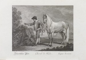 Johann Elias Ridinger (1698-1767), Koń szwedzki, z serii: Konie według ras, wyd. Augsburg, ok. 1770 r.