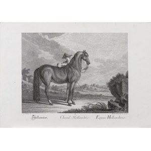 Johann Elias Ridinger (1698-1767), Cheval hollandais, tiré de la série : Chevaux par races, édition d'Augsbourg, vers 1770.