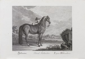 Johann Elias Ridinger (1698-1767), Koń holenderski, z serii: Konie według ras, wyd. Augsburg, ok. 1770 r.
