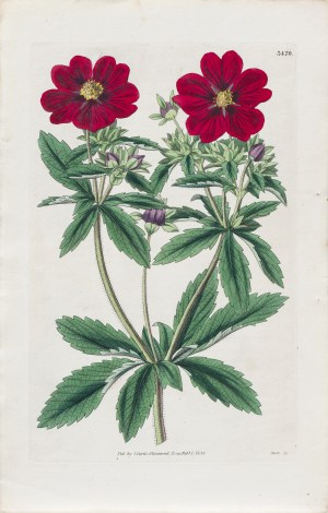 Joseph Swan (1796-1872), Pięciornik krwisty, wyd. z: Curtis's Botanical Magazine, wyd. Samuel Curtis, Glazenwood, Anglia, 1836 r.
