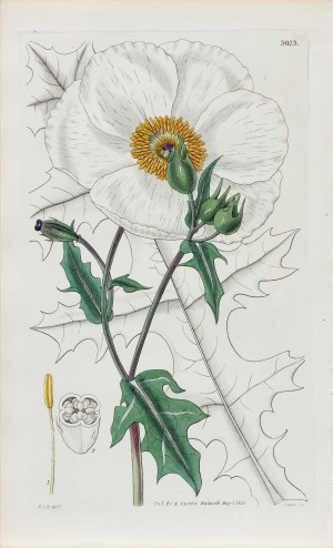Joseph Swan (1796-1872), Argemon, z: Curtis's Botanical Magazine, wyd. Samuel Curtis, Glazenwood, Anglia, 1831 r.