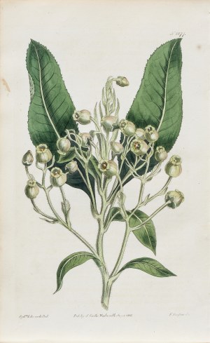 Sydenham Teast Edwards (1768-1819), Truskawkowiec z Teneryfy, z: Curtis's Botanical Magazine, wyd. Samuel Curtis, Walworth, Anglia, 1813 r.