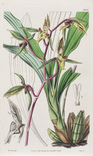 Joseph Swan (1796-1872), Orchidea, z: Curtis's Botanical Magazine, wyd. Samuel Curtis, Glazenwood, Anglia, 1842 r.