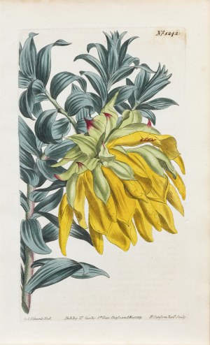Edwards Sydenham Teast