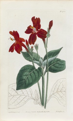 Sydenham Teast Edwards (1768-1819), Ruellia formosa, z: Curtis's Botanical Magazine, wyd. Samuel Curtis, Walworth, Anglia, 1811 r.