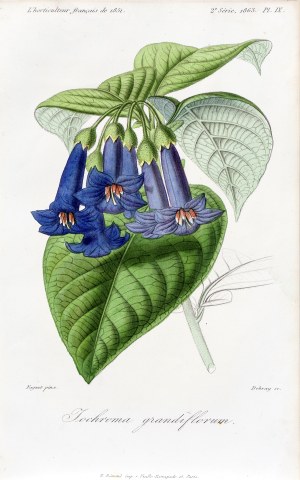François Hérincq (1820-1891), Iochroma, z: L'Horticulteur français, wyd. Remond, Paryż, 1851/1863 r.