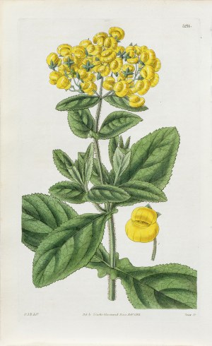 Joseph Swan (1796-1872), Pantofelnik, z: Curtis's Botanical Magazine, wyd. Samuel Curtis, Glazenwood, Anglia, 1833 r.