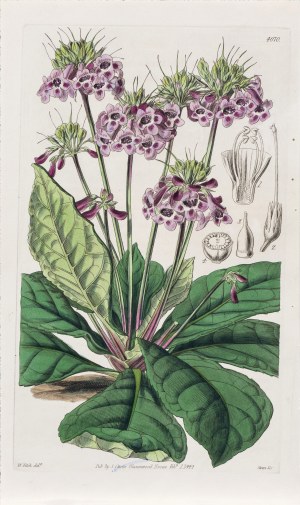 Joseph Swan (1796-1872), Fiołek meksykański, z: Curtis's Botanical Magazine, wyd. Samuel Curtis, Glazenwood, Anglia, 1844 r.